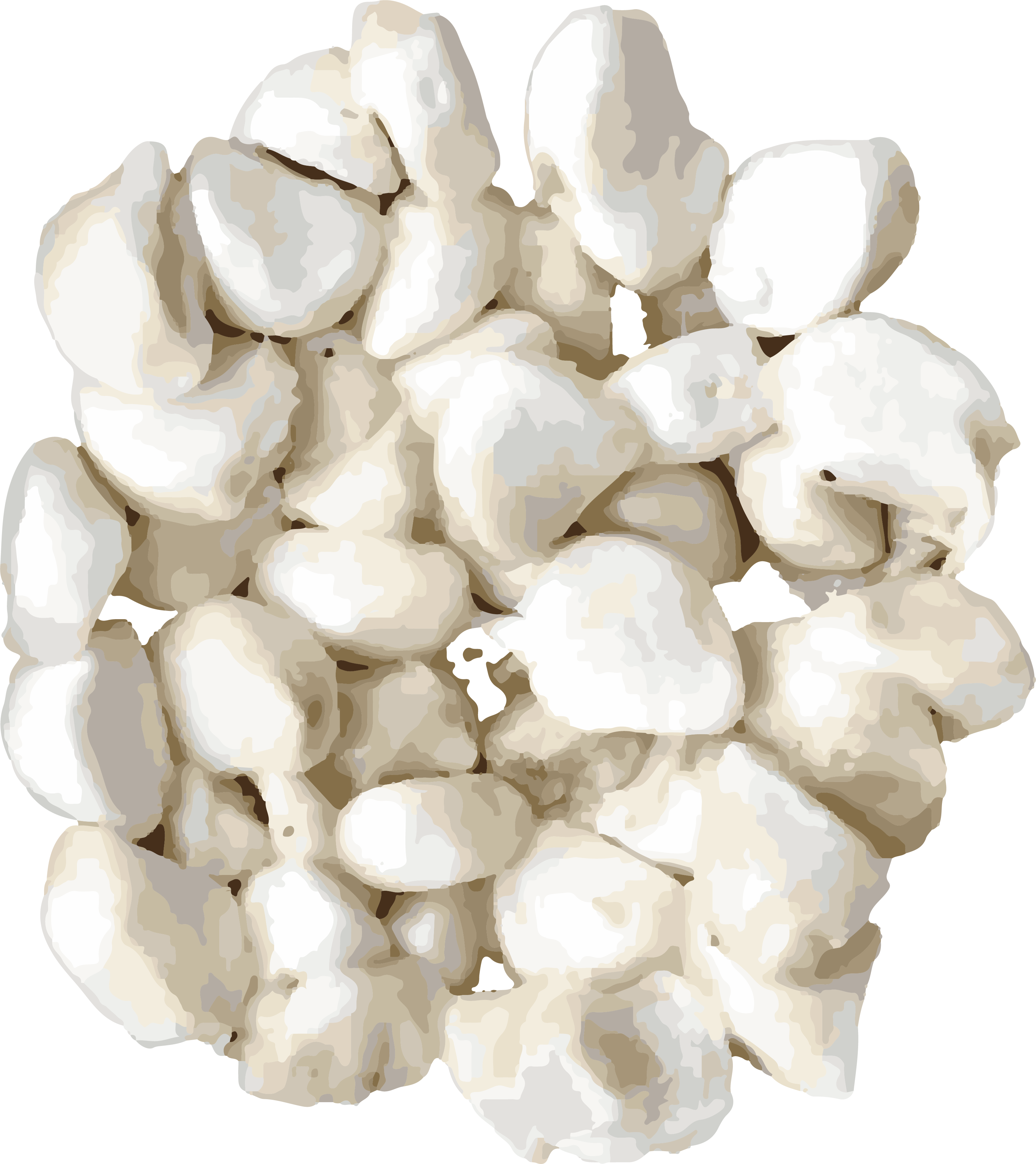 Cacao Beans with Husk