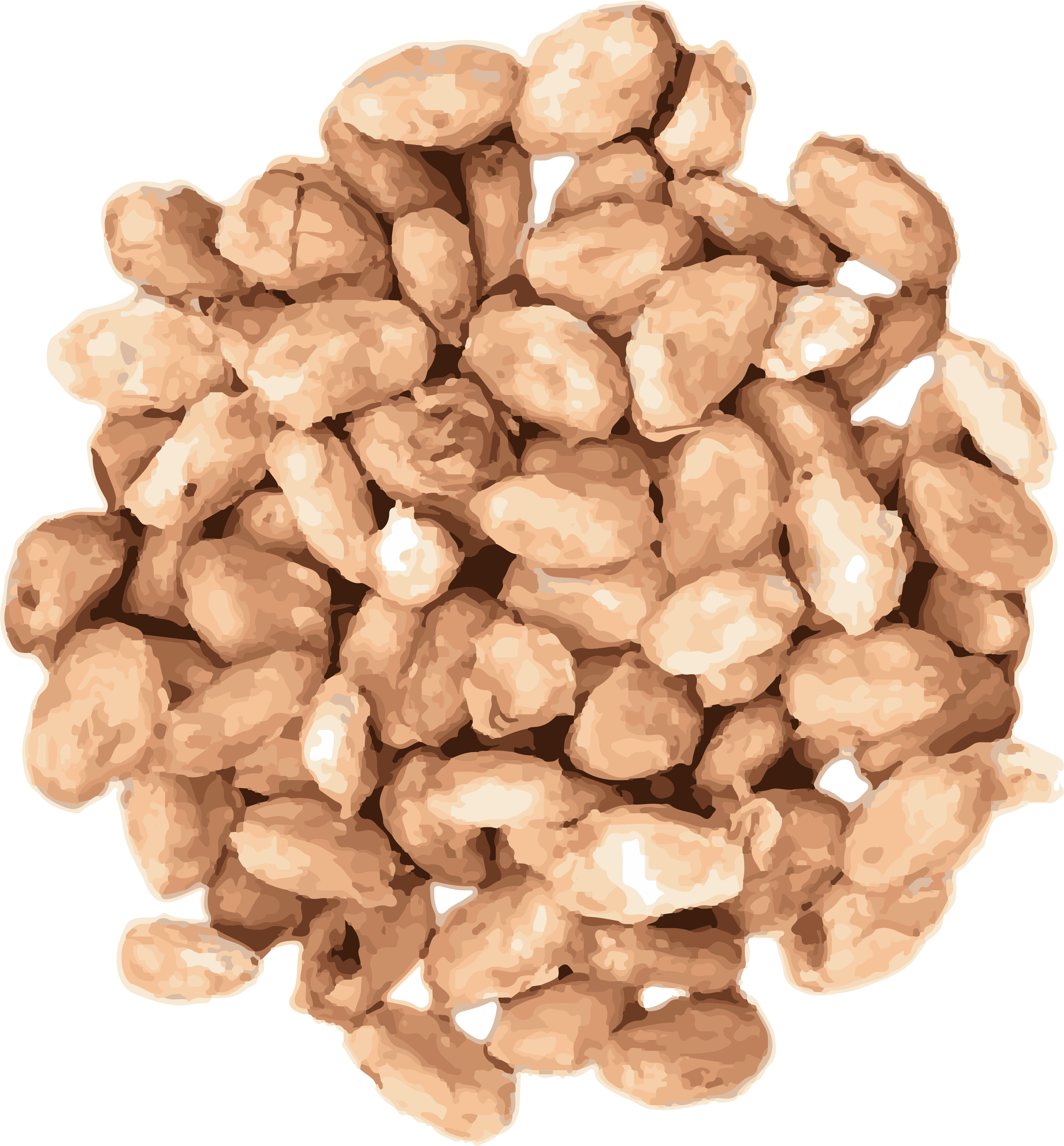 Cacao Beans